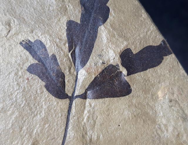 Cardiospermum coloradensis (KNOWLTON 1923) - Bild © FossNet FossilienStore